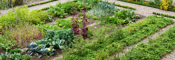 nutzgarten / Jardin potager